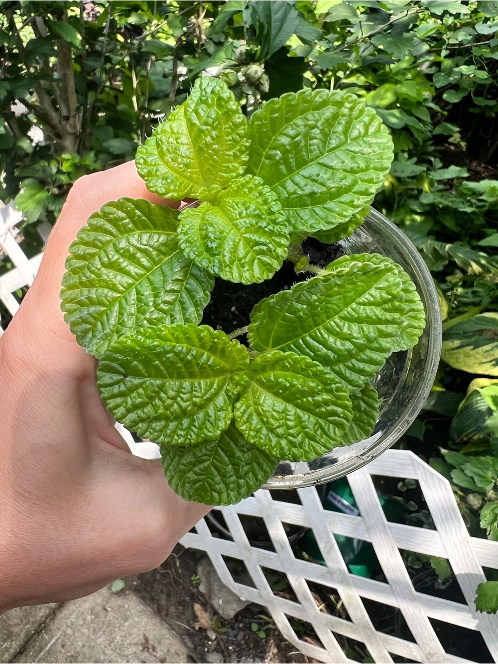 Creeping Charlie Pilea Plant